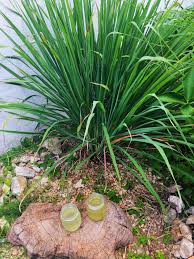 Lemongrass